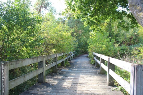 Bridge in forest