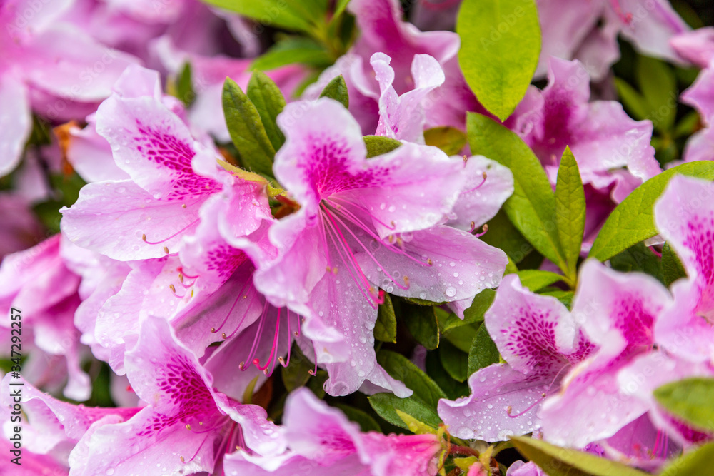 A closeup photo of pink and white rhododendron flowers with raindrops on the flower petals. A closeup photo of pink and white rhododendron flowers with raindrops on the flower petals.