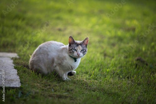 White colored cat in pose walking on green grass.