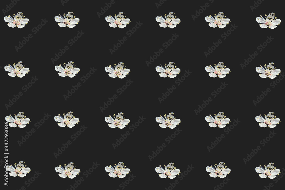 Cherry flowers on a black background. Cherry flowers on a black background.