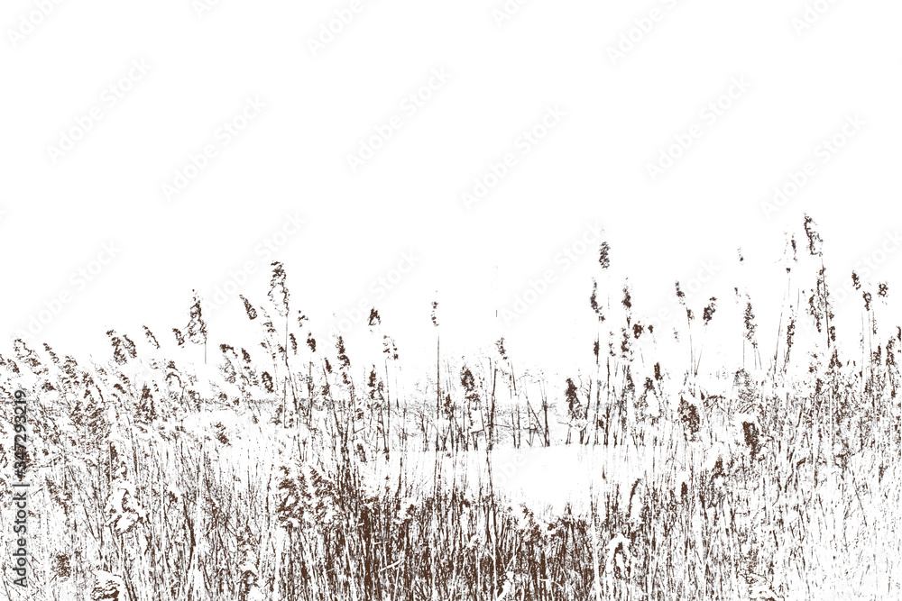 Thickets of reeds. Stalks of reeds on a white background. - obrazy, fototapety, plakaty 