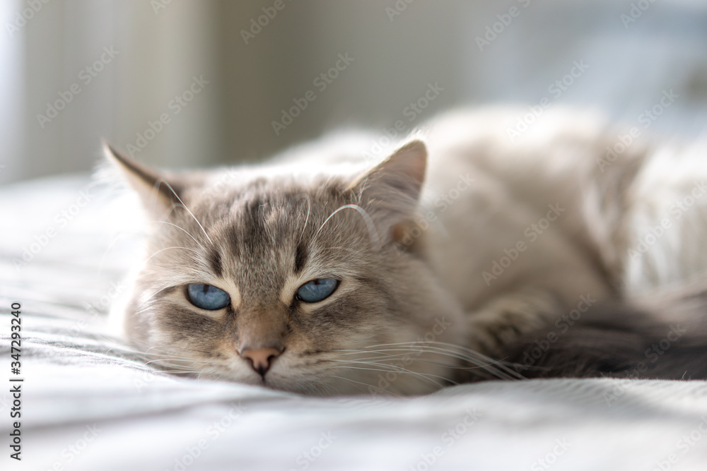 White cat with blue eyes is lying on a bed and looking at the camera