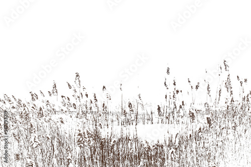 Thickets of reeds. Stalks of reeds on a white background.