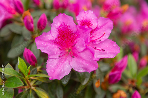 Closeup macro photo of a star-shaped pink rhododendron flower with raindrops on petals set against a pink and green background.
