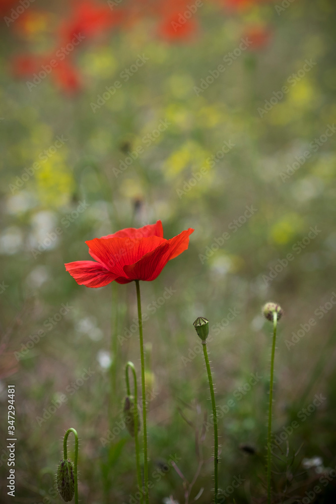 A nostalgia and retro style picture of a gorgeous wild poppy field. A common scene in the mediterranean countryside. Wonderful springtime background. A nostalgia and retro style picture of a gorgeous wild poppy field. A common scene in the mediterranean countryside. Wonderful springtime background.