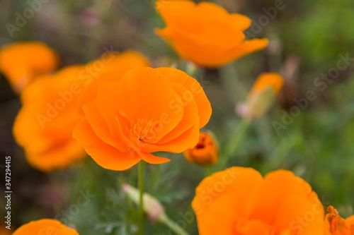 orange poppy flower