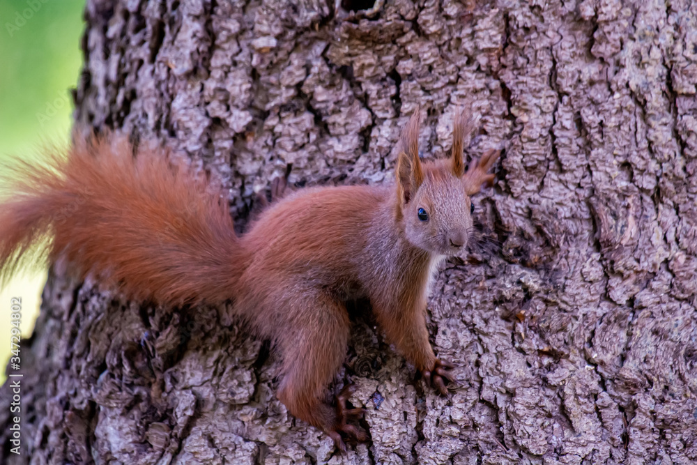 Young squirrel on a tree in the forest Young squirrel on a tree in the forest