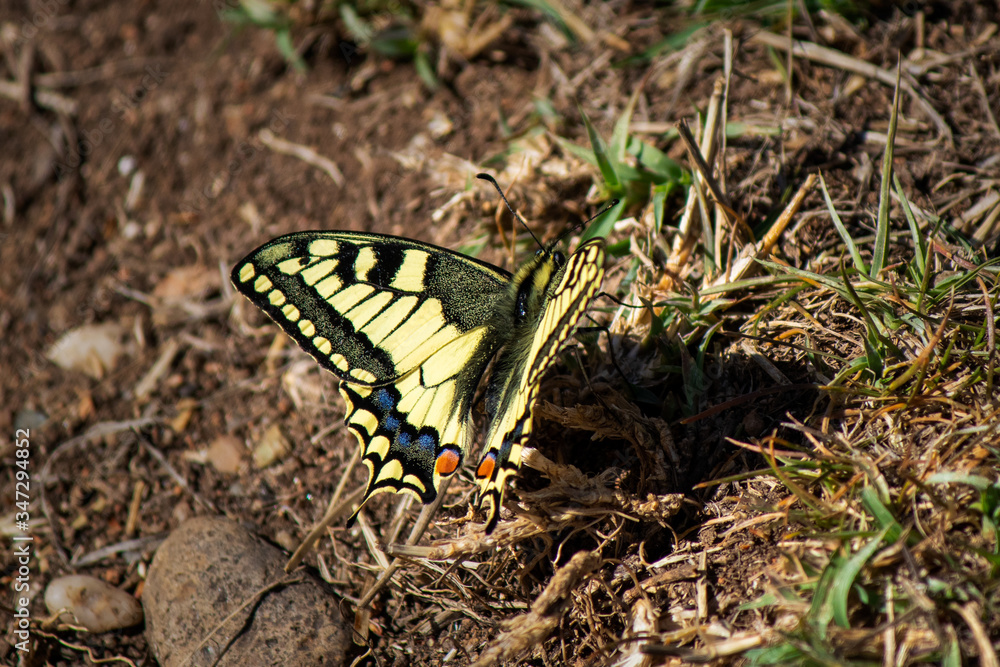 Fototapeta premium Beautiful black and yellow butterfly in the nature