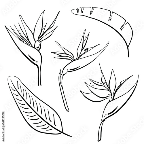 Bird of paradise, strelitzia reginae flowers and leaves. Hand drawn black line sketch of tropical flowers and leaves isolated on white background. Vector illustration