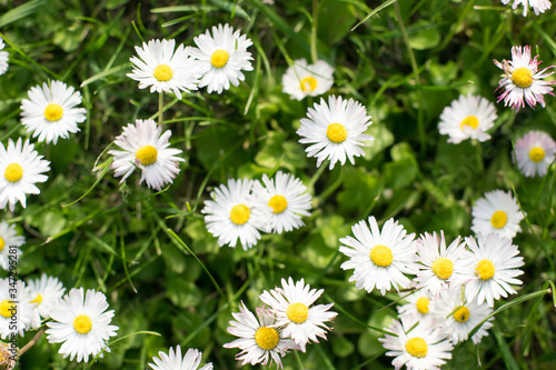 Summer landscape with white  daisy field flowers  and green grass. © Dany