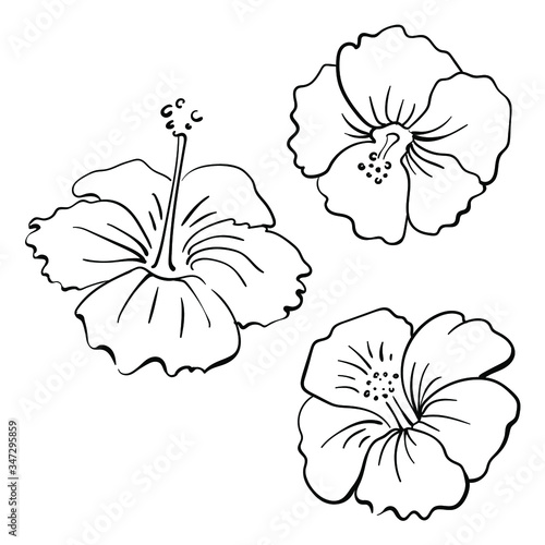 Hibiscus flowers. Hand drawn black line sketch of tropical flowers and leaves isolated on white background. Vector illustration