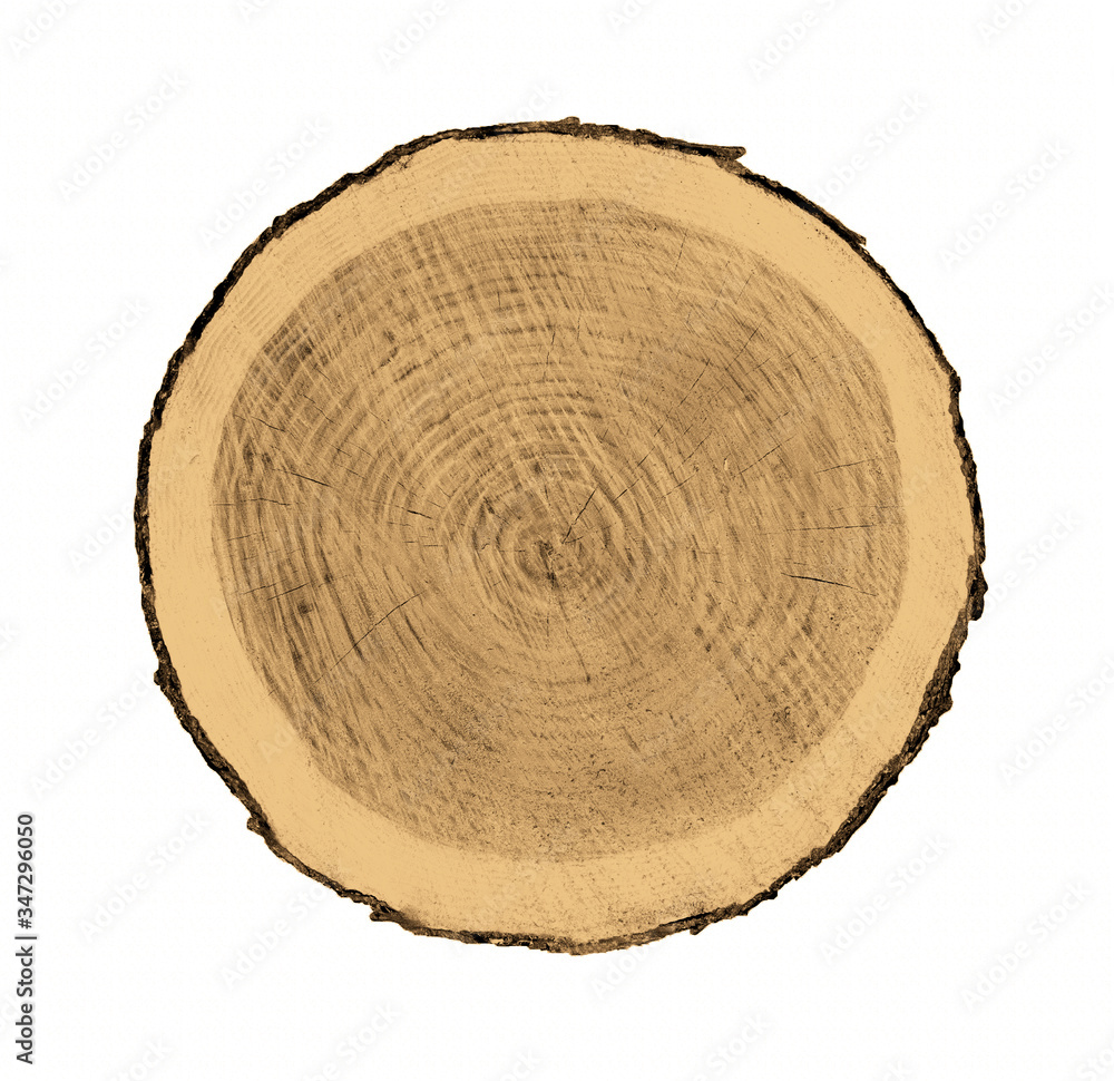 Felled piece of wood from a tree trunk with growth rings isolated on white. Felled piece of wood from a tree trunk with growth rings isolated on white.