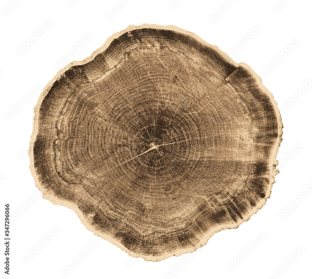 Felled piece of wood from a tree trunk with growth rings isolated on white. Felled piece of wood from a tree trunk with growth rings isolated on white.