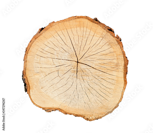 Felled piece of wood from a tree trunk with growth rings isolated on white. 