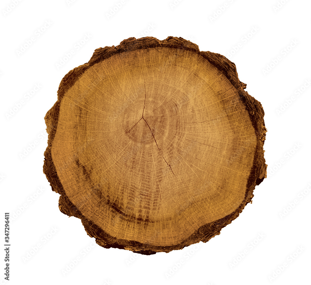 Felled piece of wood from a tree trunk with growth rings isolated on white. Felled piece of wood from a tree trunk with growth rings isolated on white.