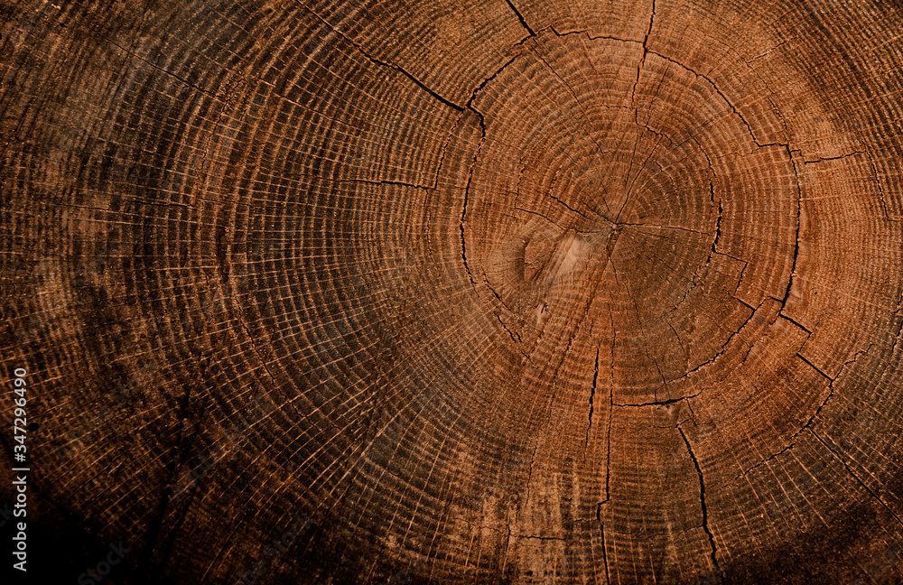 Naklejka premium Naturalne drewno vintage słoje drzewa teksturowanej tło. Słoje końcowe sekcji drzewa.