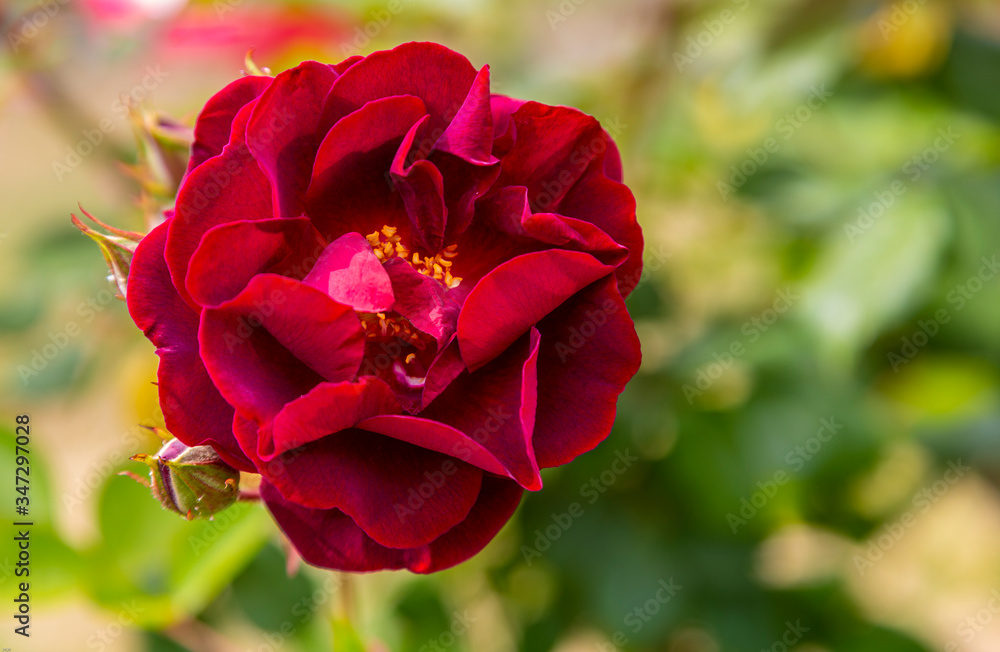 Red rose in full bloom with yellow anthers in center of flower visible. Blurred out green background. Above view. Red rose in full bloom with yellow anthers in center of flower visible. Blurred out green background. Above view.