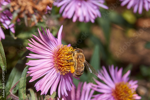 Autumn. The bee (lat. Anthophila) collects the last nectar and pollen from chrysanthemum flowers. © Andrei