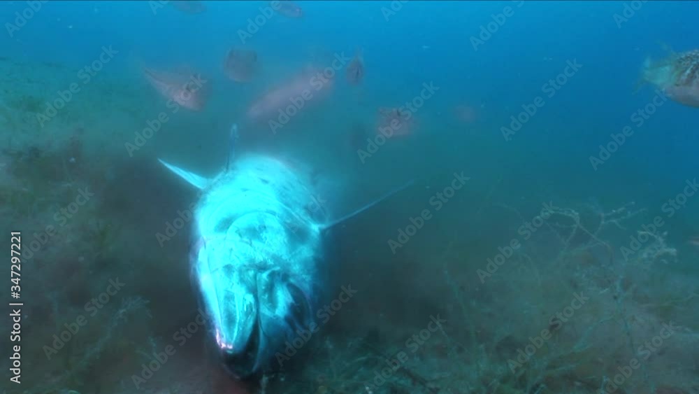 puffer fish eating dead bonitos fish underwater ocean scenery invasive