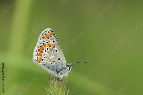 Wallpaper Mural Nahansicht eines Schmetterlings - Bläuling Torontodigital.ca