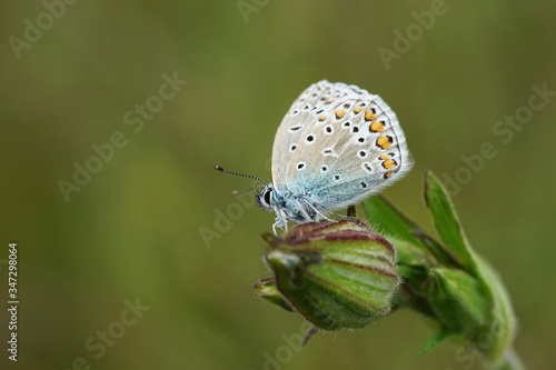 Wallpaper Mural Nahansicht eines Schmetterlings - Bläuling Torontodigital.ca