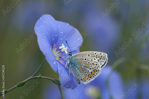 Nahansicht eines Schmetterlings - Bläuling