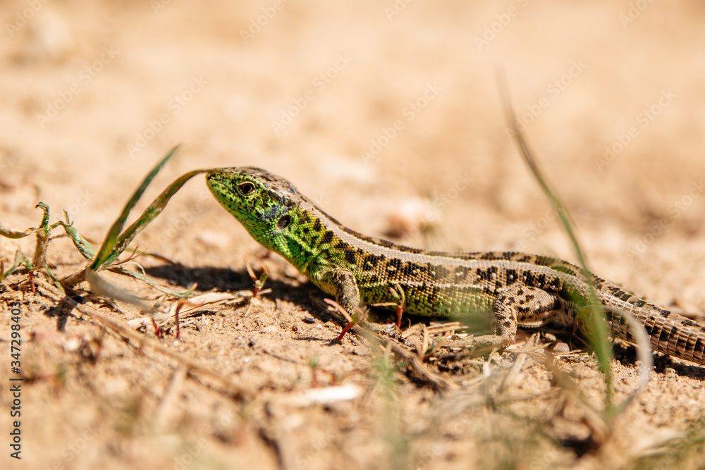 Lizard on the sand background of the average plan Lizard on the sand background of the average plan