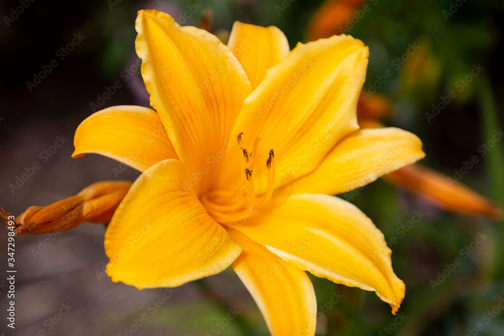 Closeup photo of a yellow hibiscus flower. Closeup photo of a yellow hibiscus flower.