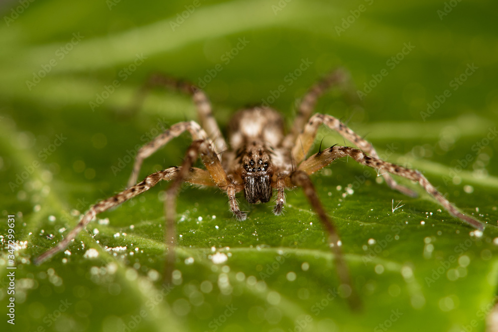 Domestic house spider. The detailed macro image of a big brown domestic house spider on the green leaf Domestic house spider. The detailed macro image of a big brown domestic house spider on the green leaf