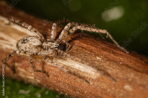 Domestic house spider. The detailed macro image of a little brown domestic house spider on the stick with the green background