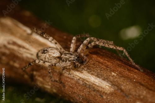 Domestic house spider. The detailed macro image of a little brown domestic house spider on the stick with the green background