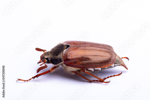 cockchafer on white background photo