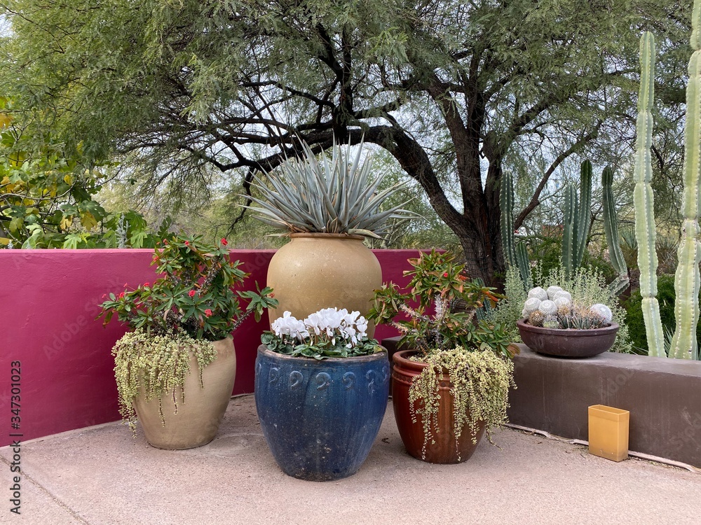 Fototapeta premium Desert garden with colorful pots in Phoenix Arizona