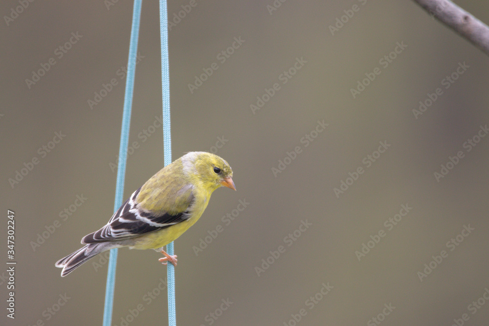 gold or yellow finch on a blue string, negative space