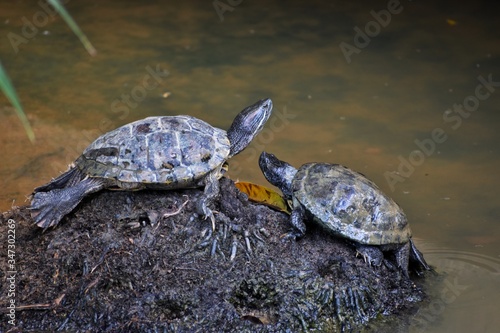 Singapore, so many wild turtles living in the lake in the modern city Singapore.