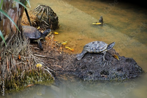 Photography Singapore, so many wild turtles living in the lake in the modern city Singapore
