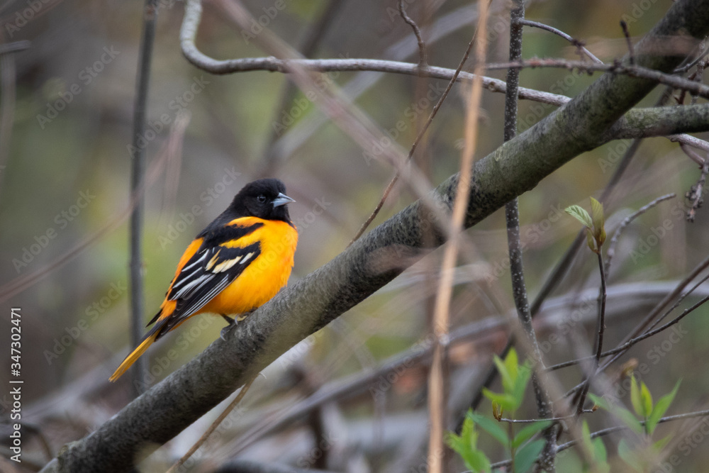 Baltimore Oriole standing out in the woods 