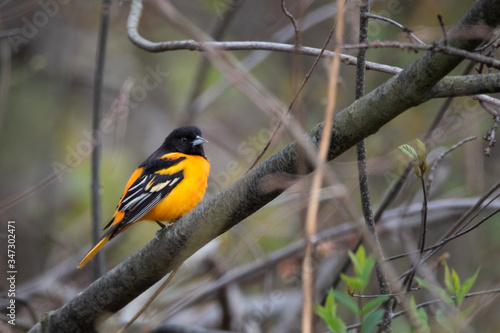 Baltimore Oriole standing out in the woods 