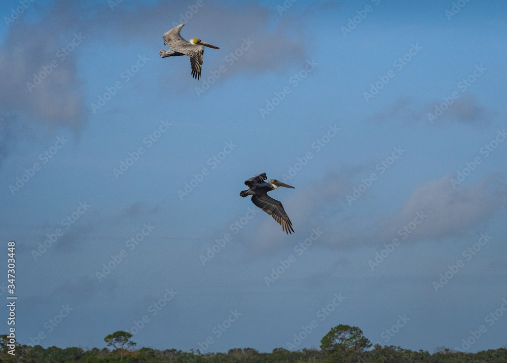 Brown Pelican bird in flight Brown Pelican bird in flight