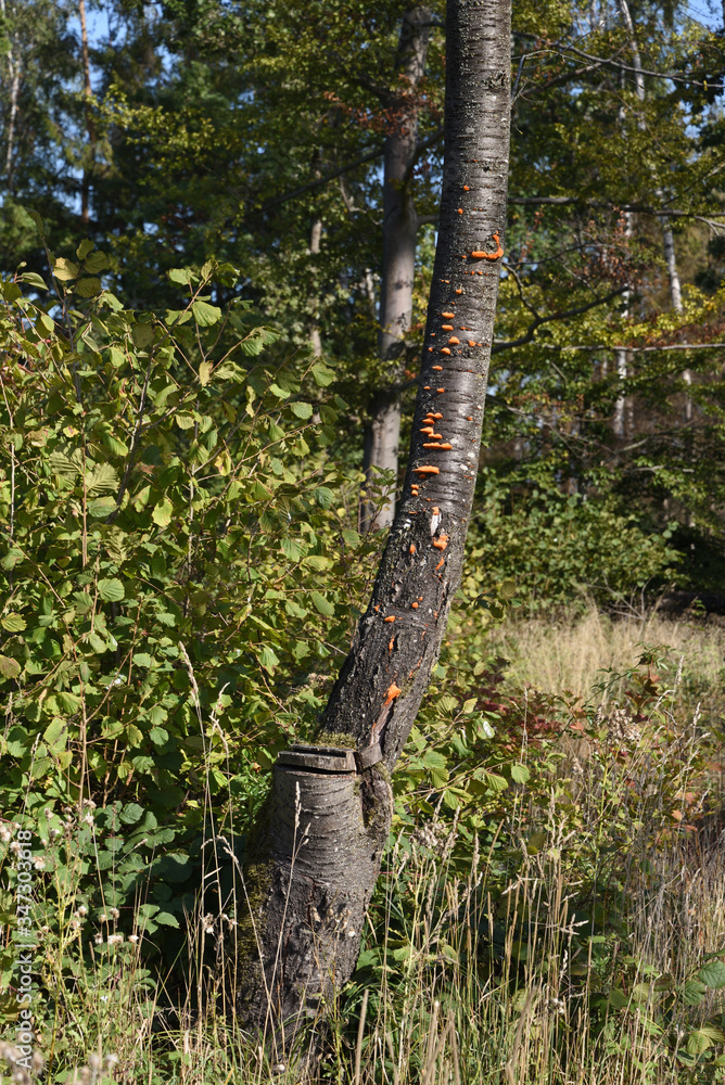 Fototapeta premium tree in the forest with fungi