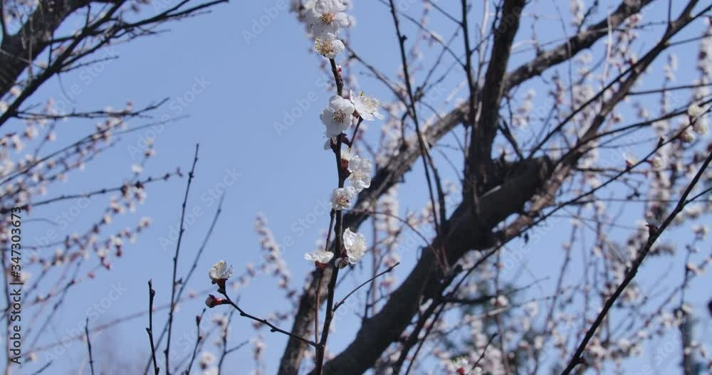 Blooming tree at the background of spring sky. Bees flying around white flowers growing on branches. Natural beauty, sunny day, environment. Cinema 4k ProRes HQ. Blooming tree at the background of spring sky. Bees flying around white flowers growing on branches. Natural beauty, sunny day, environment. Cinema 4k ProRes HQ.