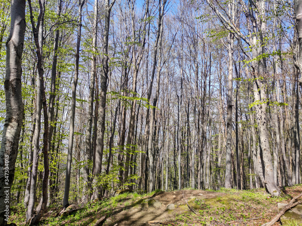 Spring Landscape of Vitosha Mountain, Bulgaria Spring Landscape of Vitosha Mountain, Bulgaria