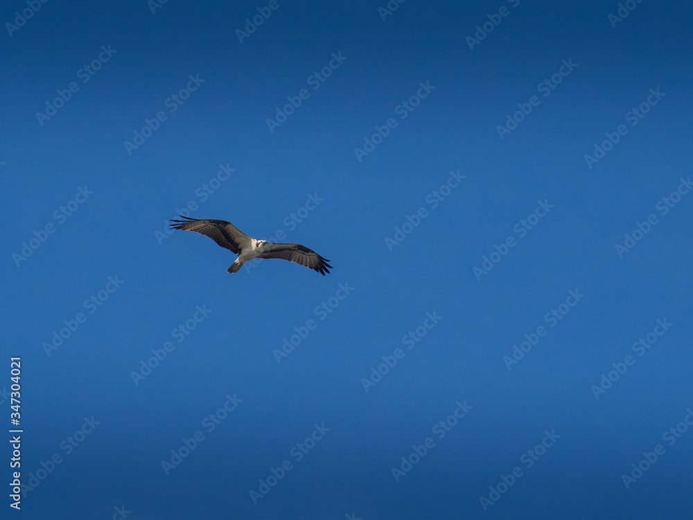 Osprey bird in flight Osprey bird in flight