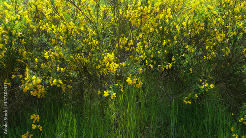 Fototapeta Naklejka Na Ścianę i Meble -  green grass with yellow flowers