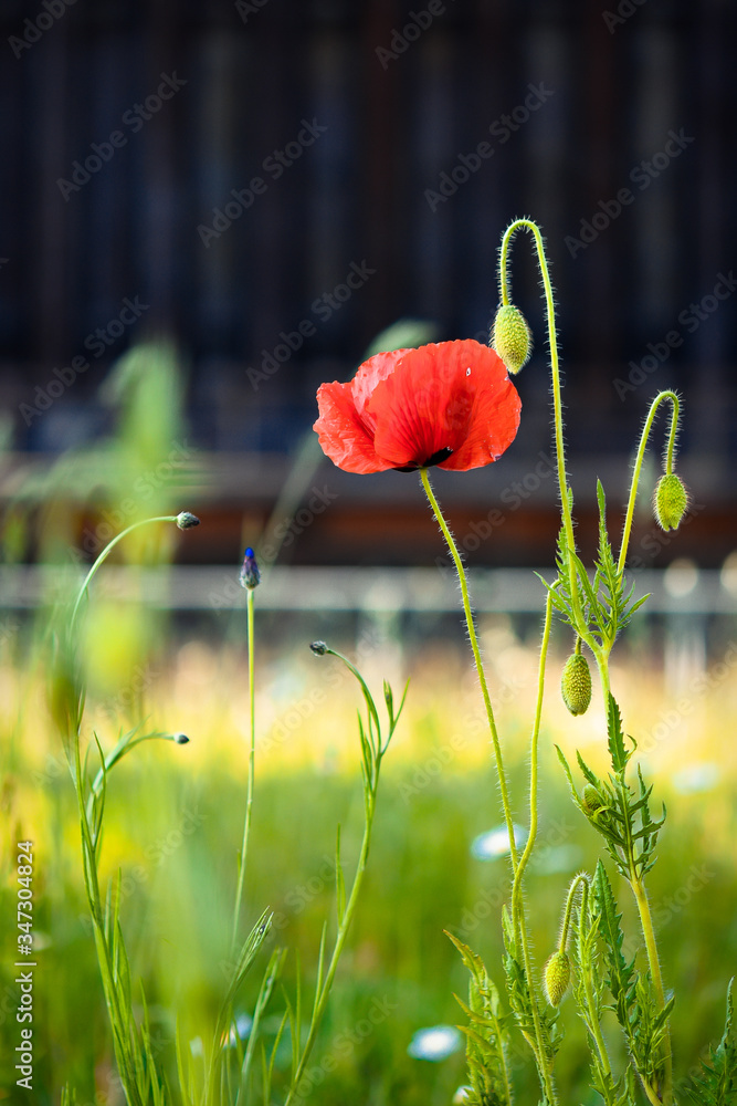 Obraz premium red poppy flower