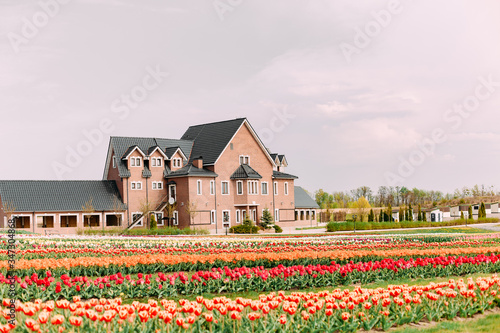 rows colorful tulips field and farm house