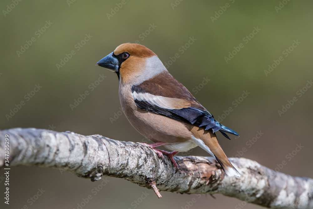 Hawfinch perching on the oak branch Hawfinch perching on the oak branch