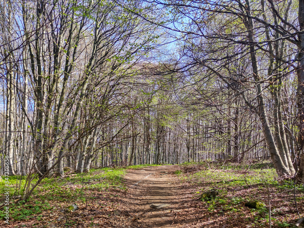Fototapeta premium Spring Landscape of Vitosha Mountain, Bulgaria