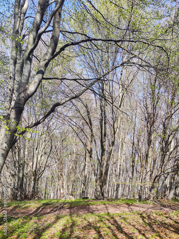 Spring Landscape of Vitosha Mountain, Bulgaria Spring Landscape of Vitosha Mountain, Bulgaria