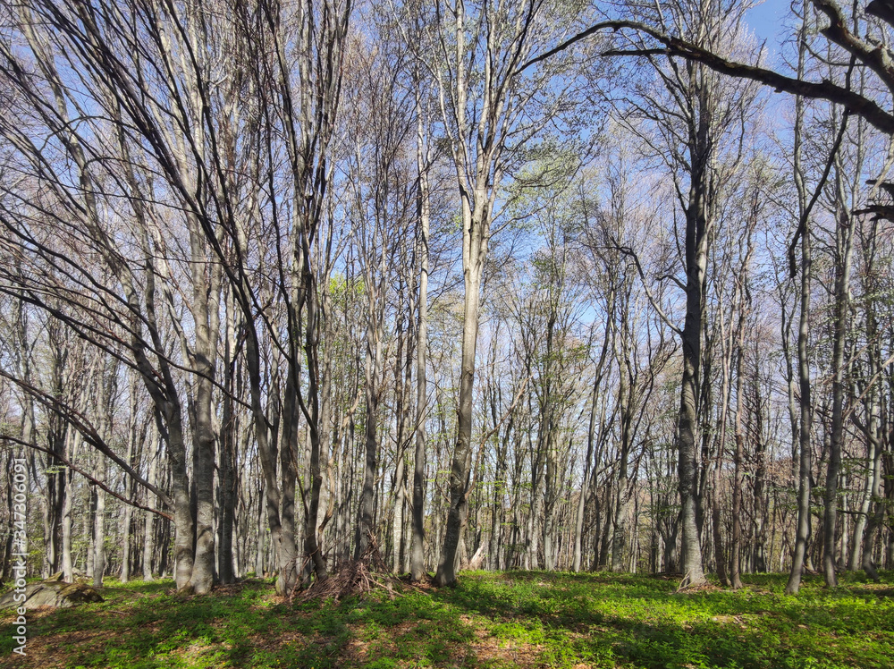 Spring Landscape of Vitosha Mountain, Bulgaria Spring Landscape of Vitosha Mountain, Bulgaria